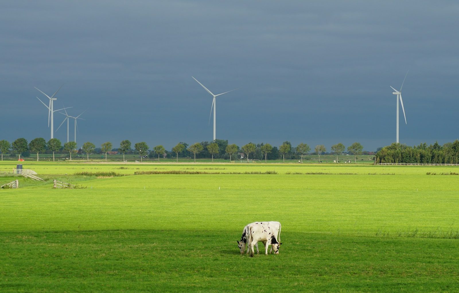 white and black grazing cow