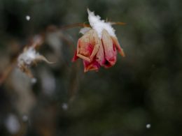 close-up photo of pink rose flower