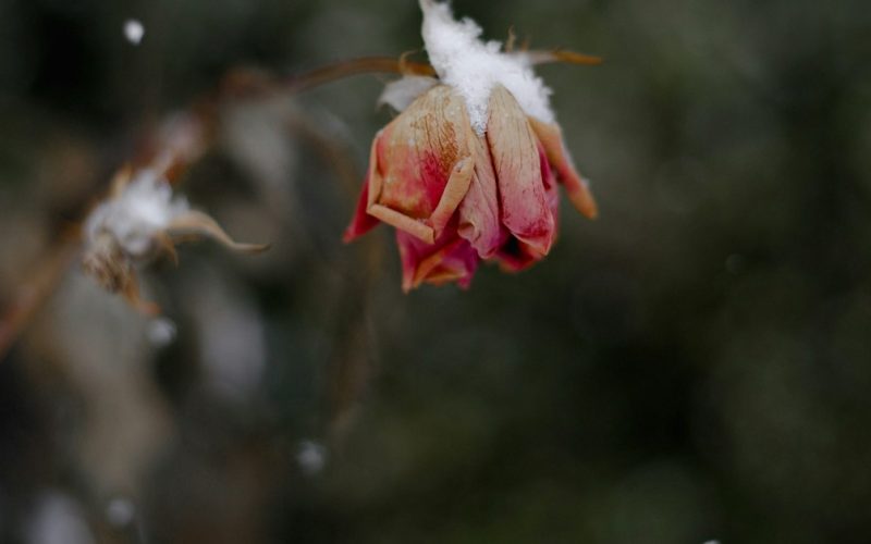 close-up photo of pink rose flower