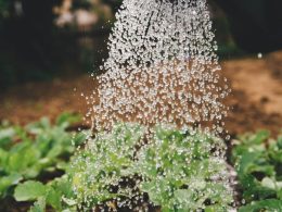 person watering plant