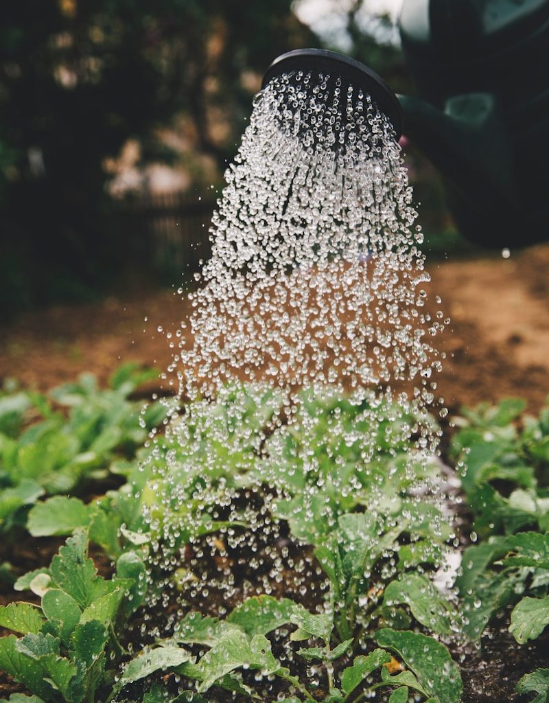 person watering plant